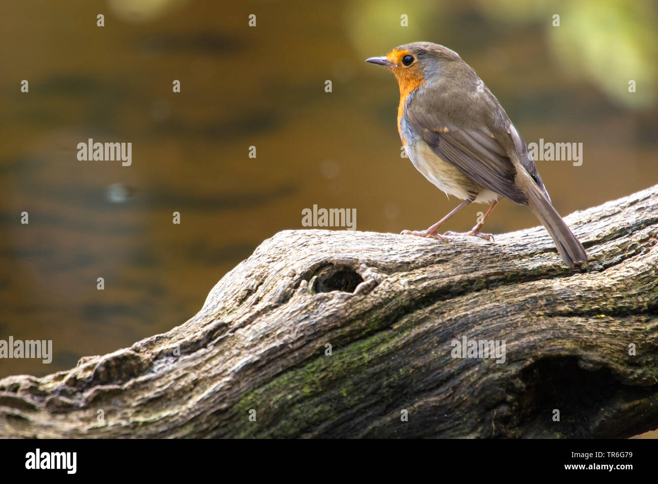 Unione robin (Erithacus rubecula), seduto su un ramo morto in un luogo di acqua nella foresta, Svizzera, Sankt Gallen Foto Stock Unione robin (Erithacus rubecula), seduto su un ramo morto in un luogo di acqua nella foresta, Svizzera, Sankt Gallen Foto Stock