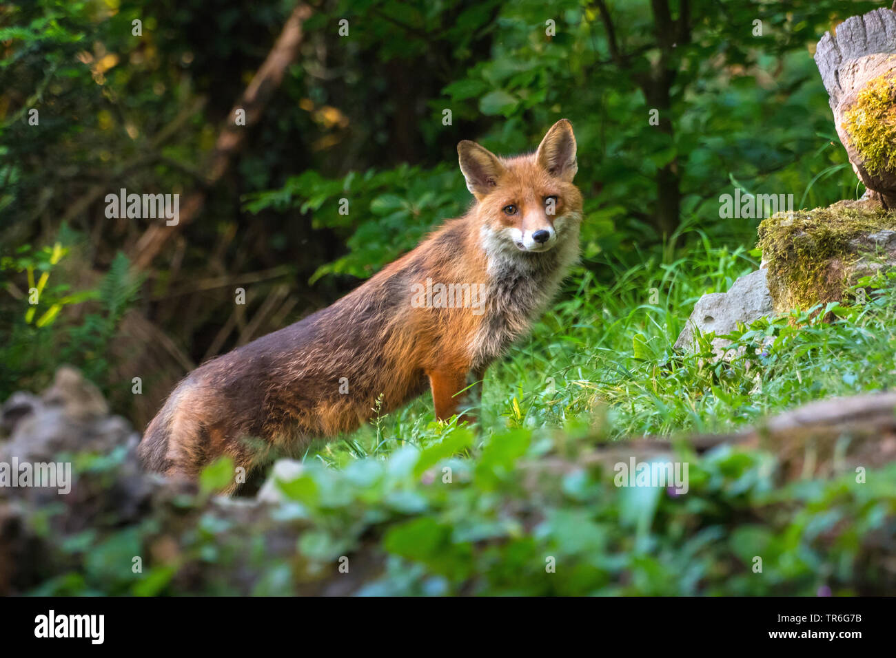 Red Fox (Vulpes vulpes vulpes), andando deerstalking, Svizzera, Sankt Gallen Foto Stock