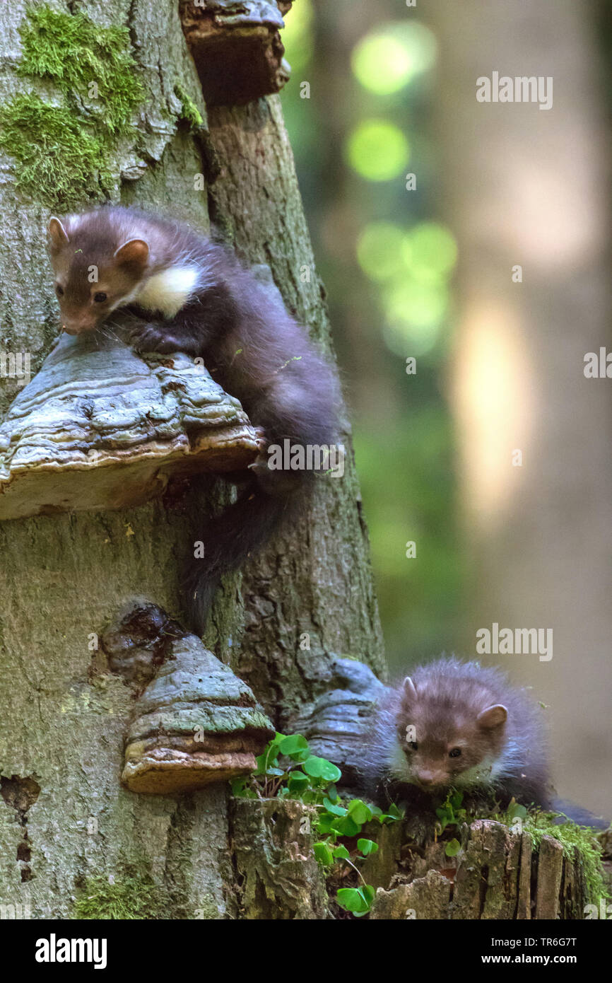 Faina, faina, petto bianco martora (Martes foina), due giovani faine rovistando in un vecchio albero, Repubblica Ceca, Hlinsko Foto Stock