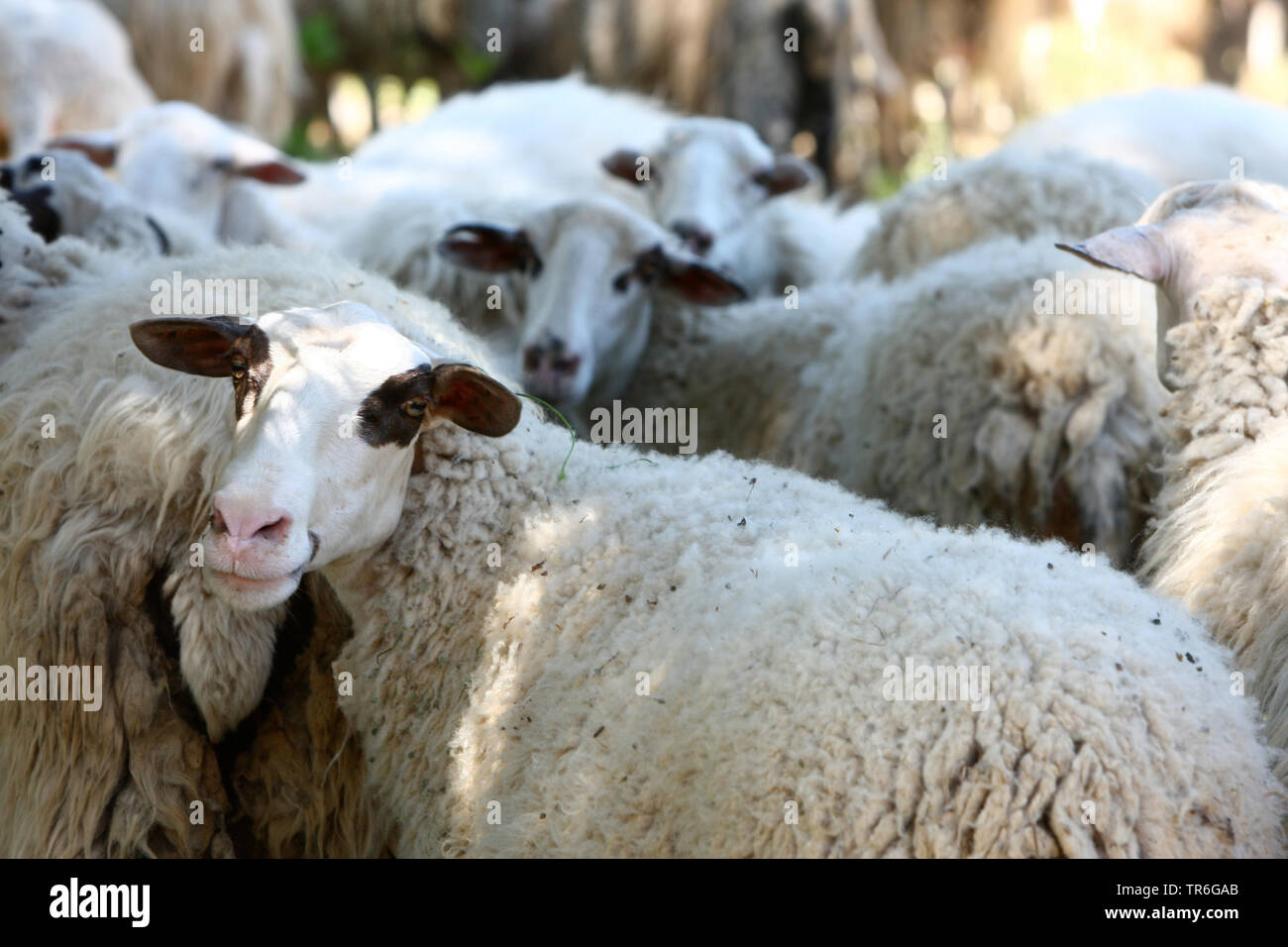 Specie di Bentheim (Ovis ammon f. aries), gregge di pecore, Germania Foto Stock