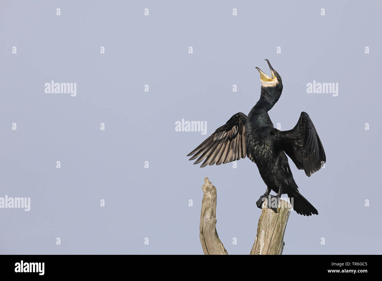 Cormorano (Phalacrocorax carbo), seduto su un albero snag asciugando le ali, Paesi Bassi, Frisia Foto Stock