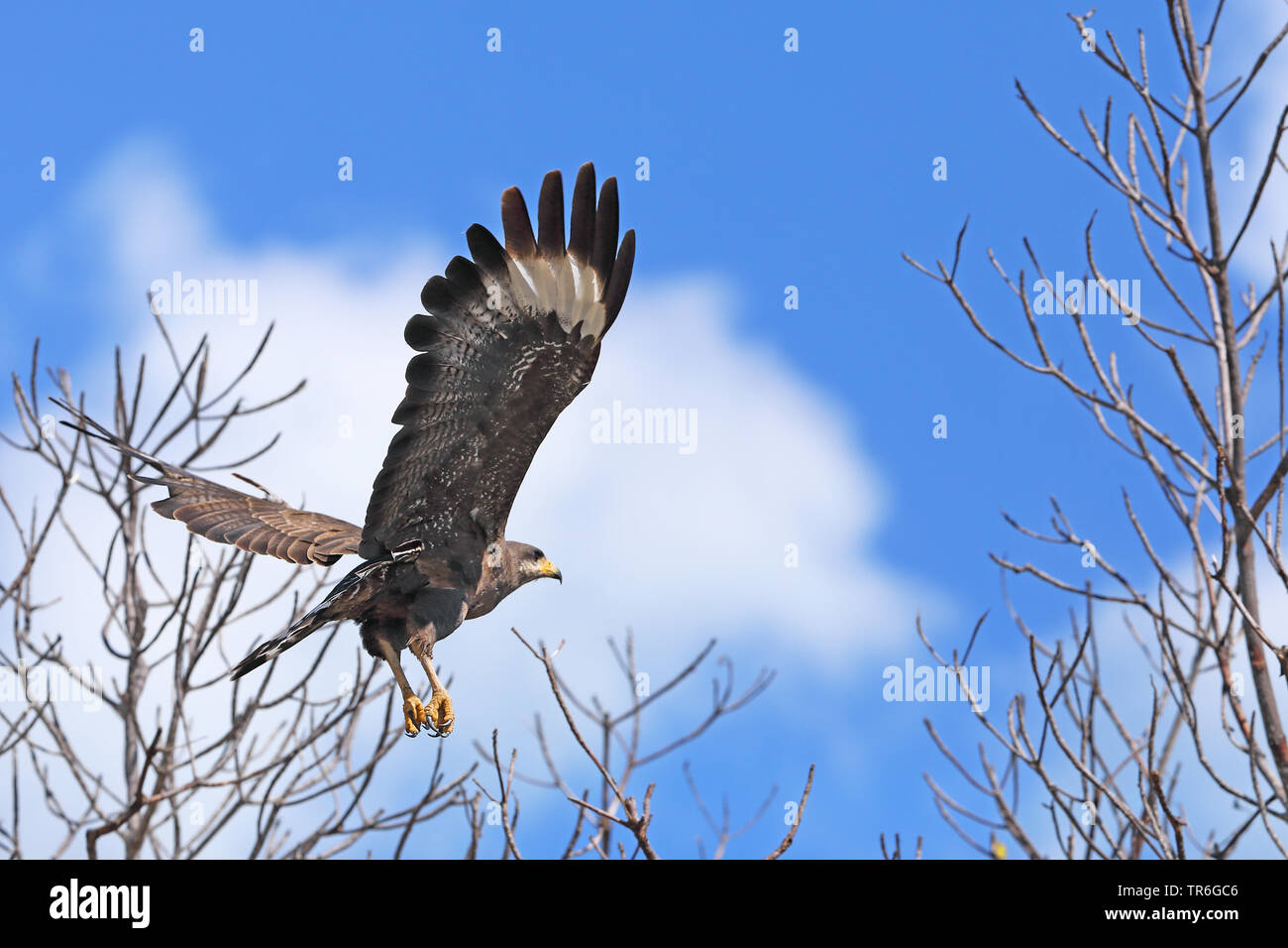 Comune di Black Hawk (Buteogallus anthracinus), a partire da un albero, Cuba Cayo Coco Foto Stock