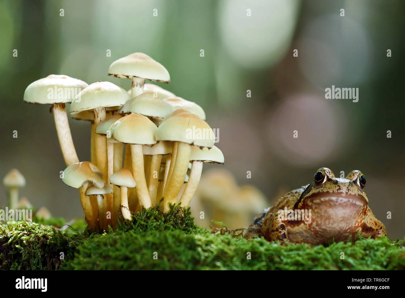 Rana comune, erba (rana temporaria rana), seduti sul muschio accanto a un gruppo di funghi, in Germania, in Renania settentrionale-Vestfalia, Bergisches Land Foto Stock