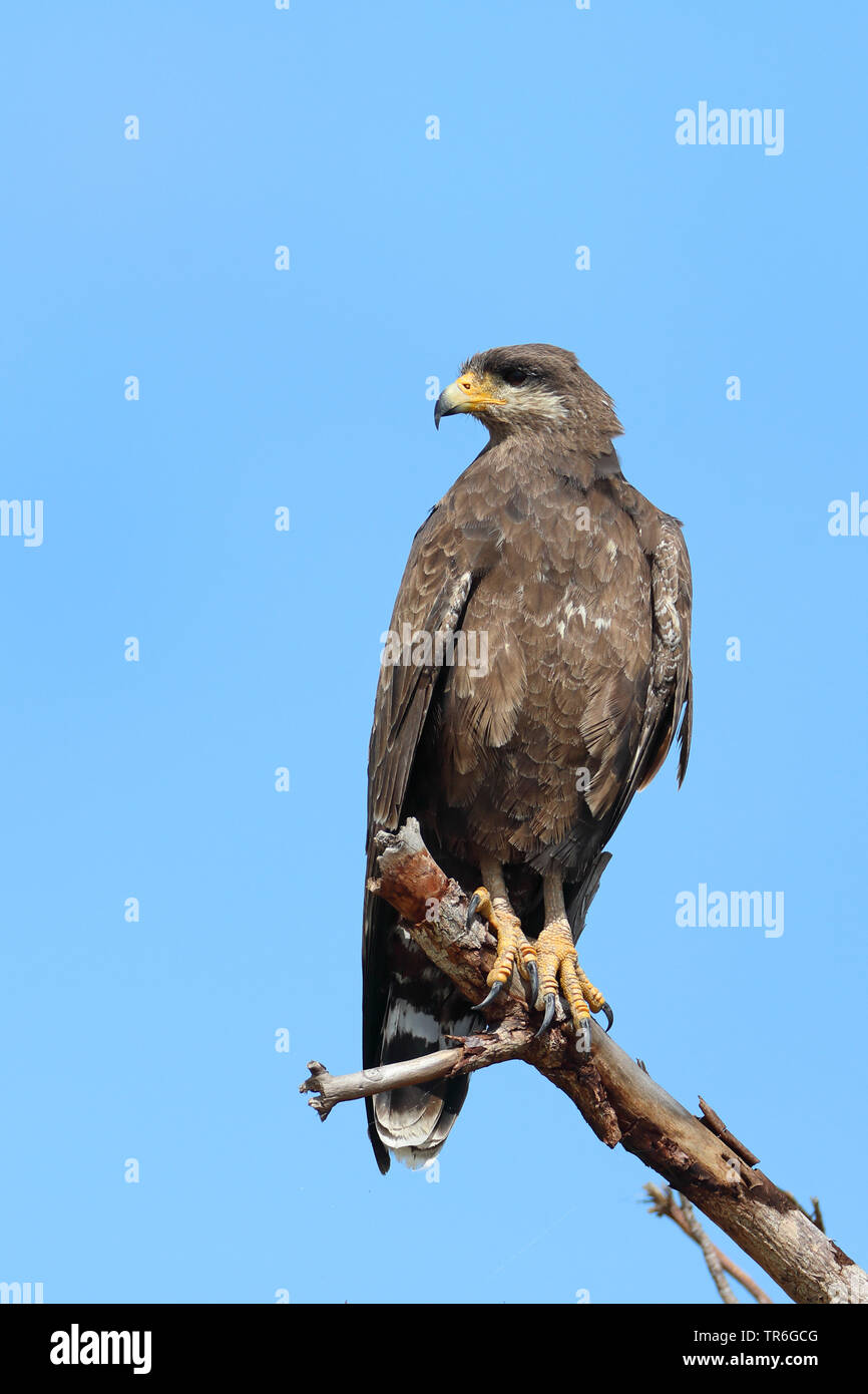Comune di Black Hawk (Buteogallus anthracinus), seduto su un ramo, Cuba Cayo Coco Foto Stock