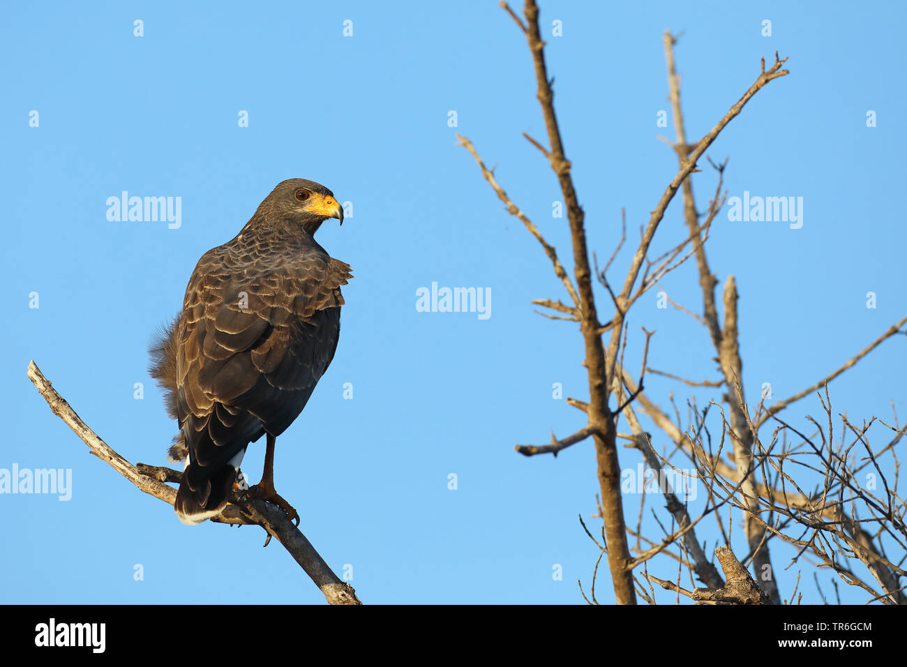 Comune di Black Hawk (Buteogallus anthracinus), seduto su un albero, Cuba, Casilda Foto Stock