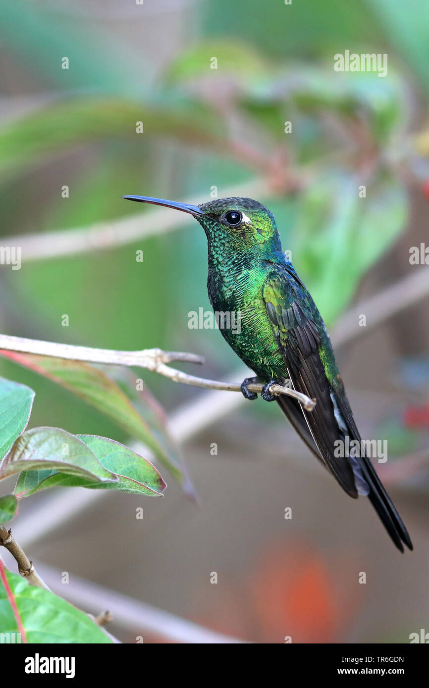 Cubano (smeraldo ricordii Chlorostilbon), sittin su un ramo, Cuba, Vinales Foto Stock