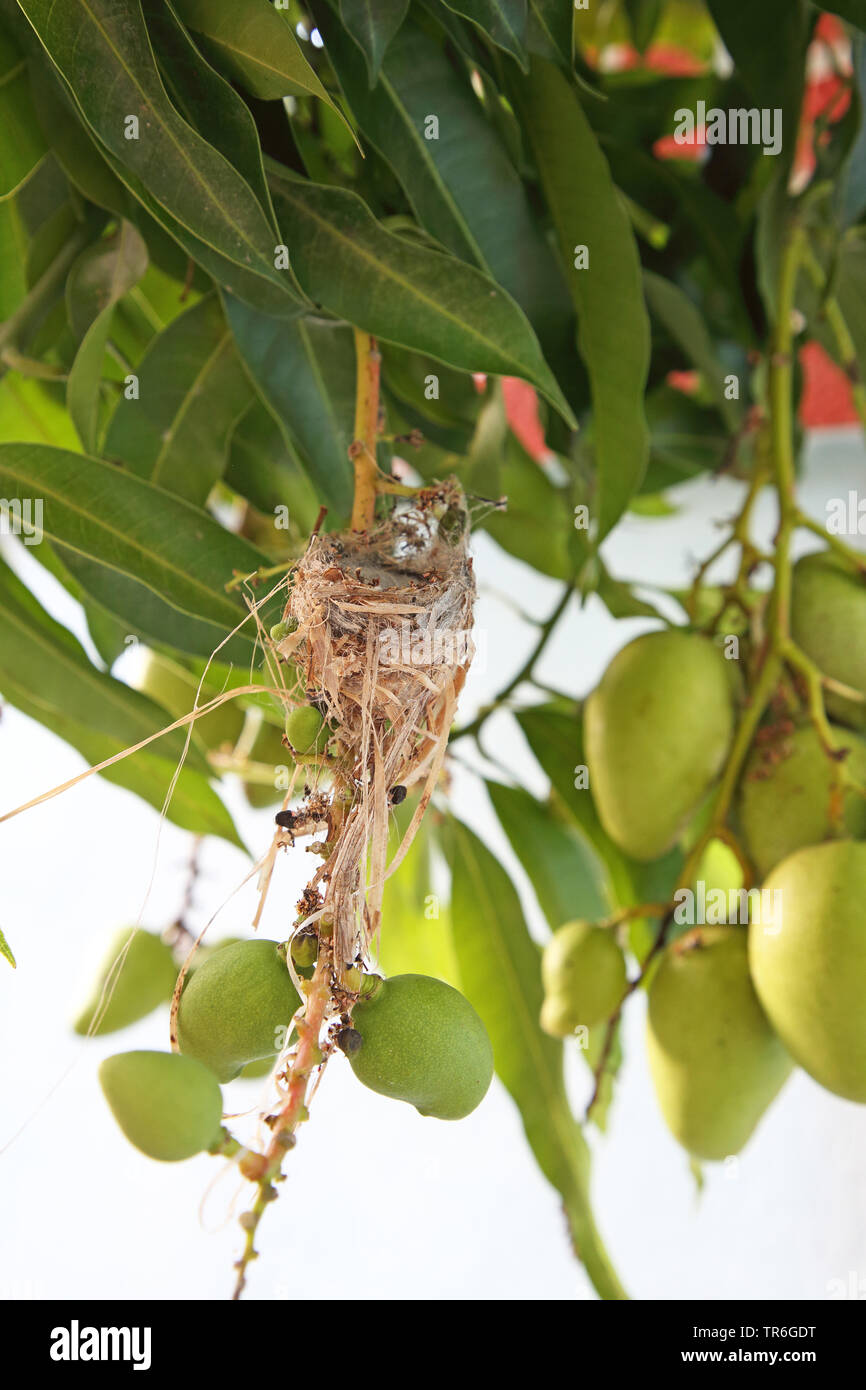 Cubano (smeraldo ricordii Chlorostilbon), il nido in un giardino, Cuba, Casilda Foto Stock