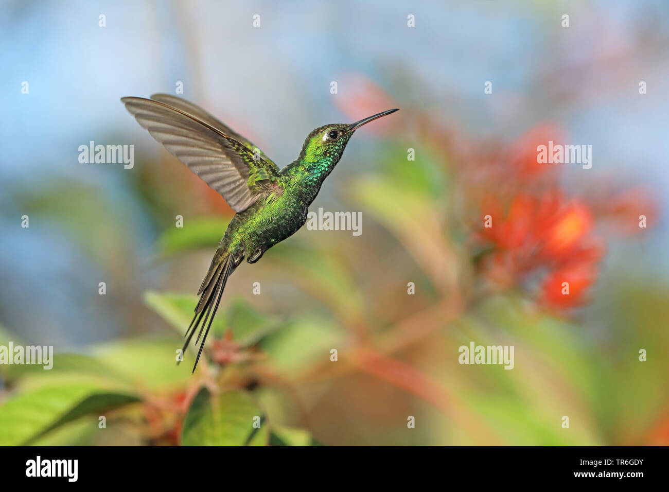 Cubano (smeraldo ricordii Chlorostilbon), volare, Cuba, Vinales Foto Stock