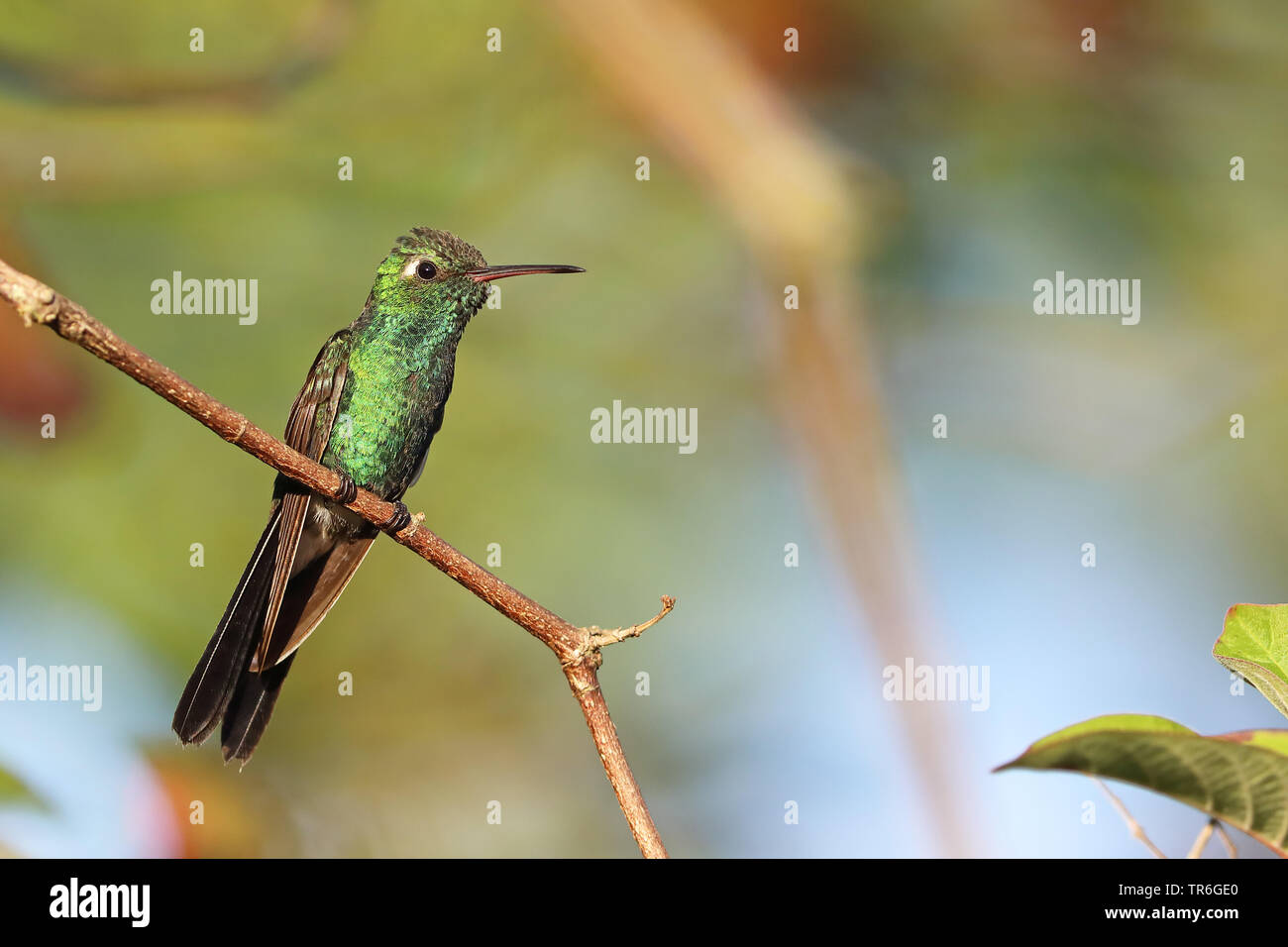 Cubano (smeraldo ricordii Chlorostilbon), sittin su un ramo, Cuba, Vinales Foto Stock