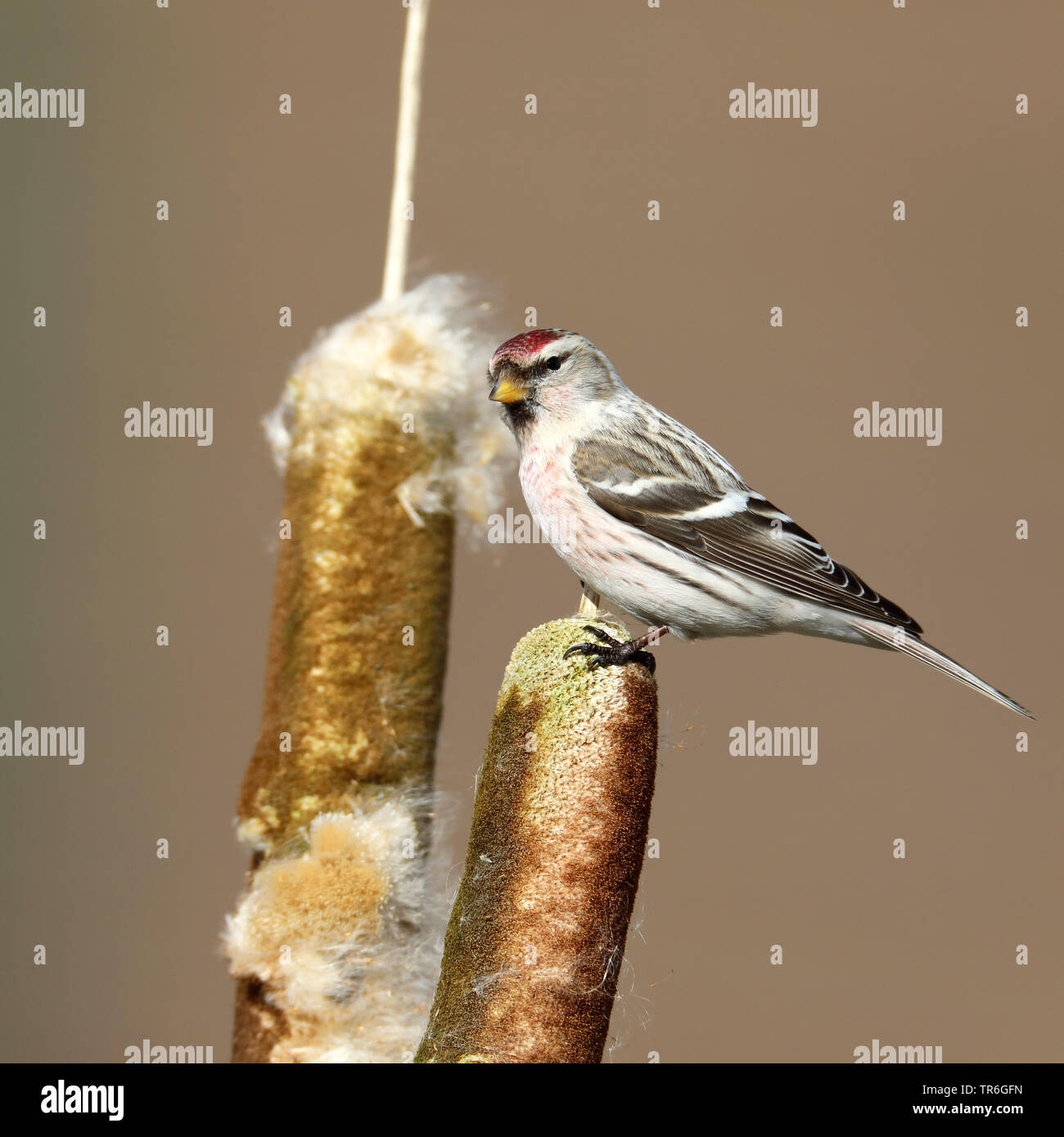 Arctic redpoll, annoso redpoll (Carduelis hornemanni), seduto su un tifa, Paesi Bassi, Gelderland Foto Stock