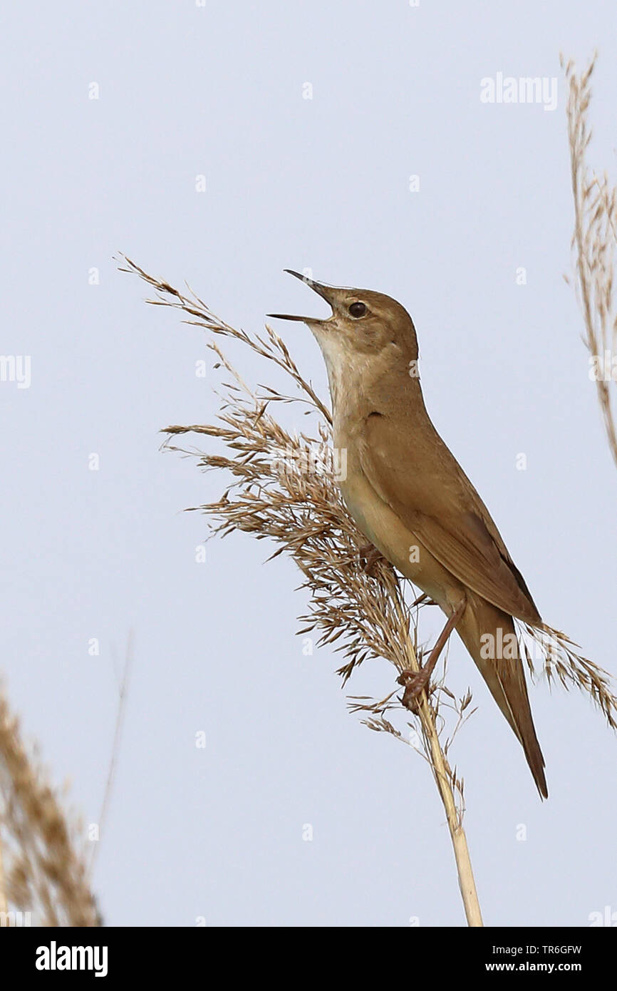 Savi di trillo (Locustella luscinioides), seduto sulla canna, cantando, Paesi Bassi, Frisia Foto Stock