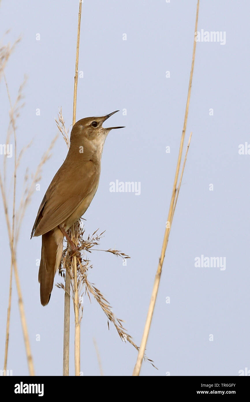 Savi di trillo (Locustella luscinioides), seduto sulla canna, cantando, Paesi Bassi, Frisia Foto Stock