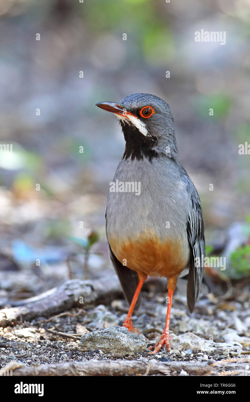 Allodole Cesene Beccacce Turdus pilaris in giardino in caso di gelo con  neve sul terreno Norfolk febbraio Foto stock - Alamy