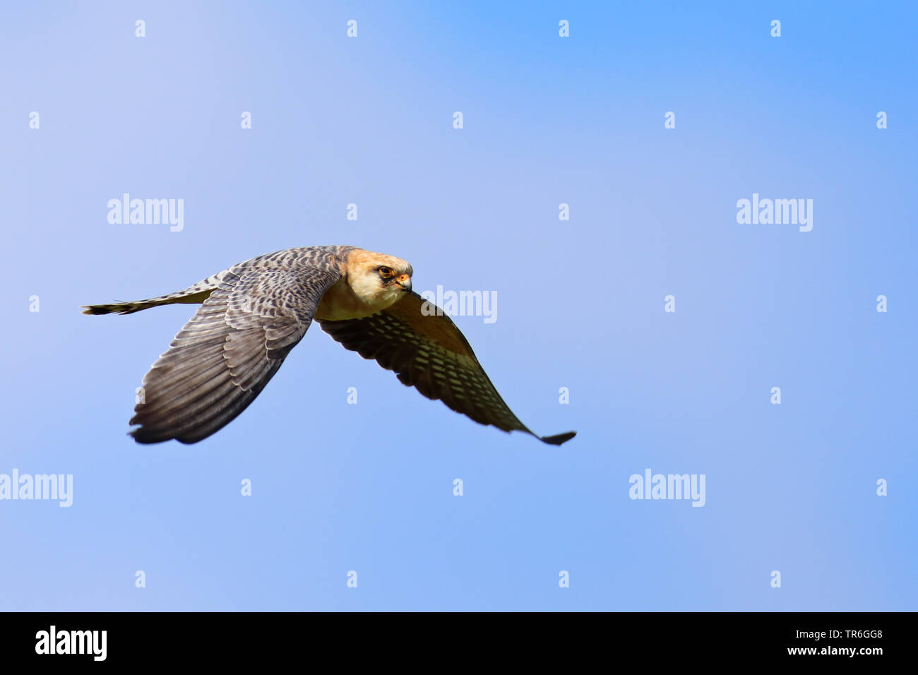 Western red-footed falcon (Falco vespertinus), femmina volanti, Grecia, Lesbo Foto Stock