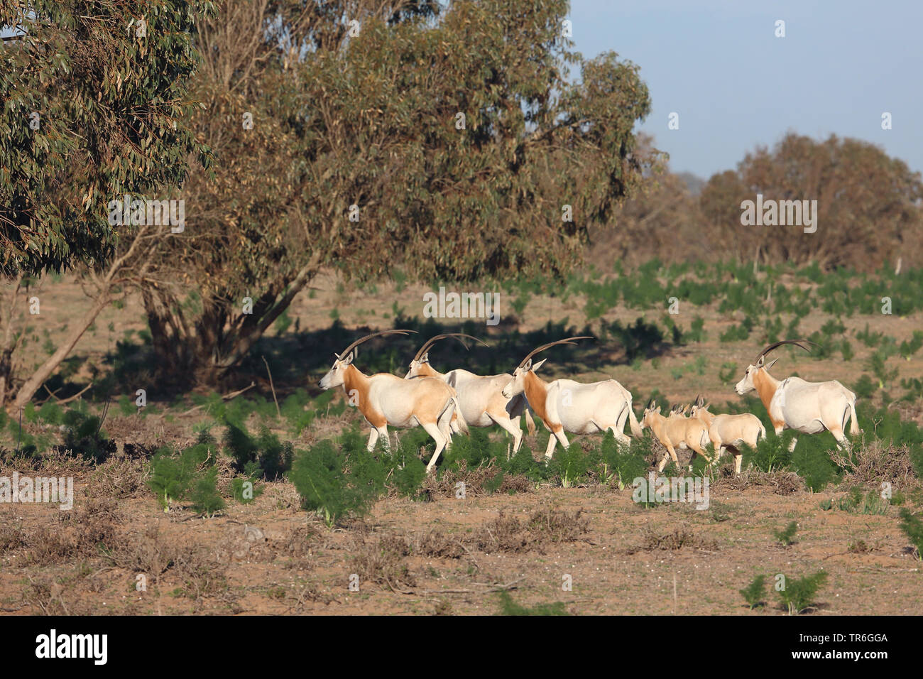 Scimitar oryx, scimitar-cornuto oryx (Oryx dammah), passeggiate allevamento di animali giovani, Marocco, Souss Massa Parco Nazionale Foto Stock