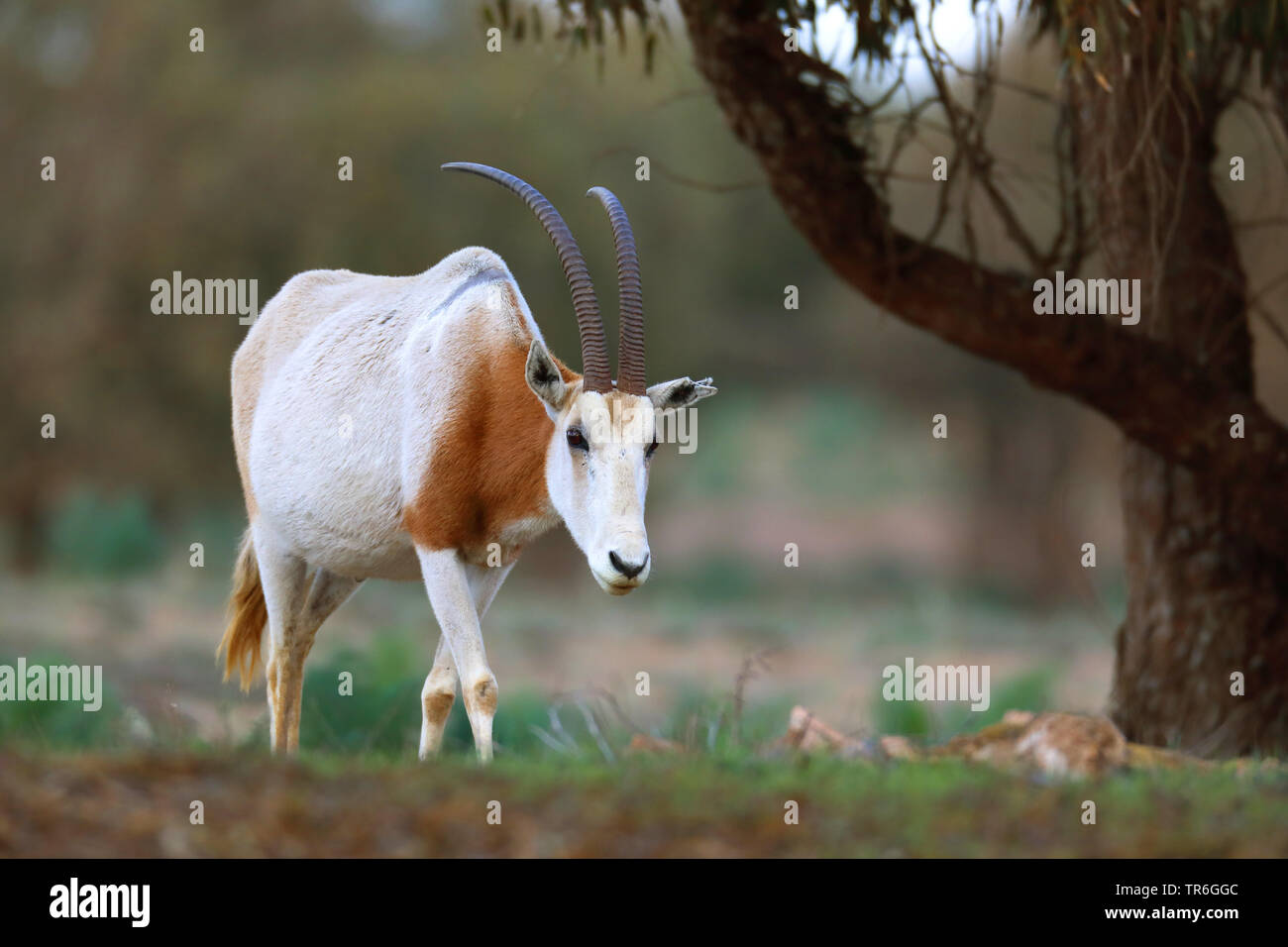 Scimitar oryx, scimitar-cornuto oryx (Oryx dammah), passeggiate singolo animale, Marocco, Souss Massa Parco Nazionale Foto Stock