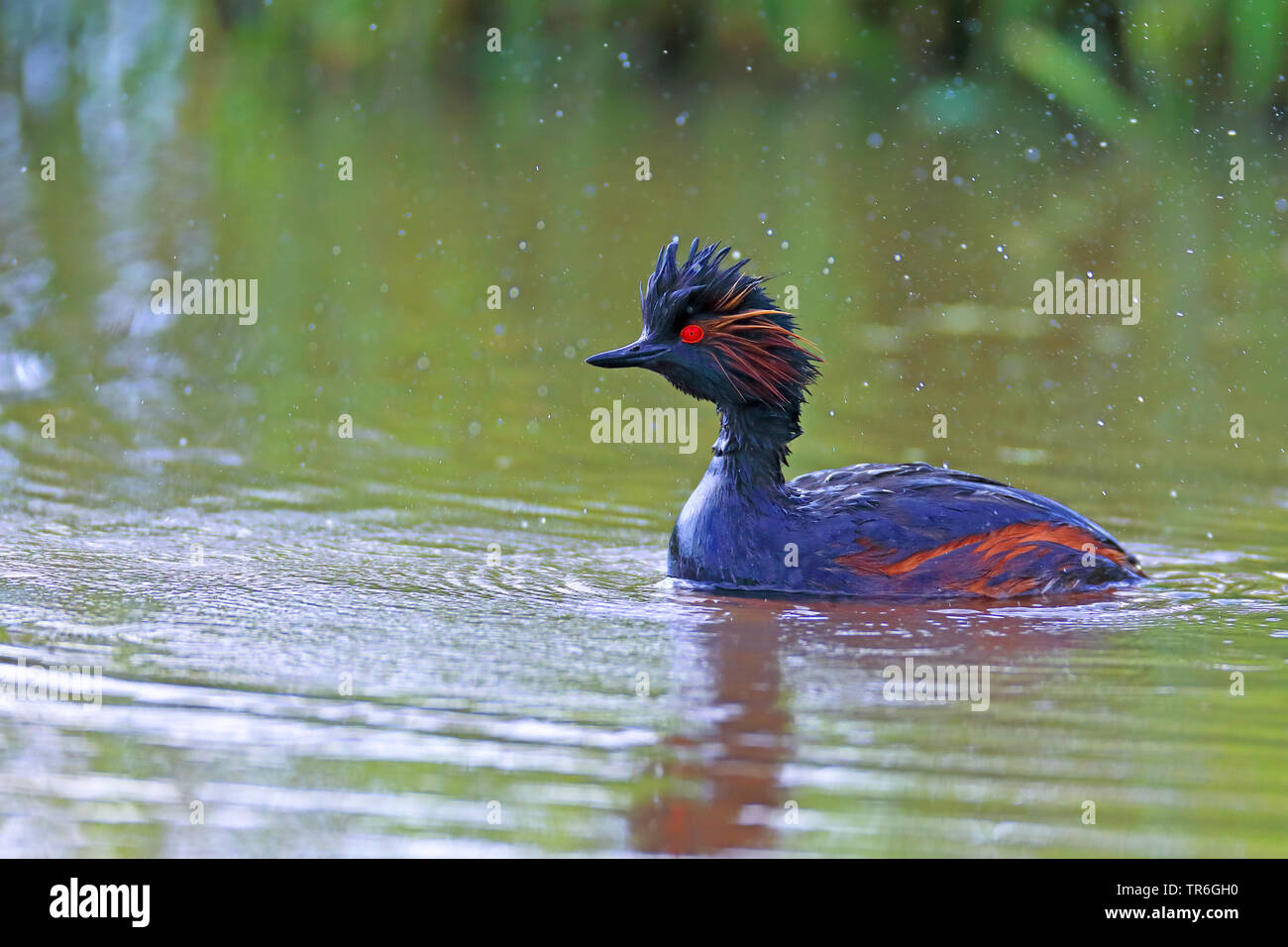 Nero-svasso collo (Podiceps nigricollis), nuoto in allevamento piumaggio, Paesi Bassi, Groningen Foto Stock