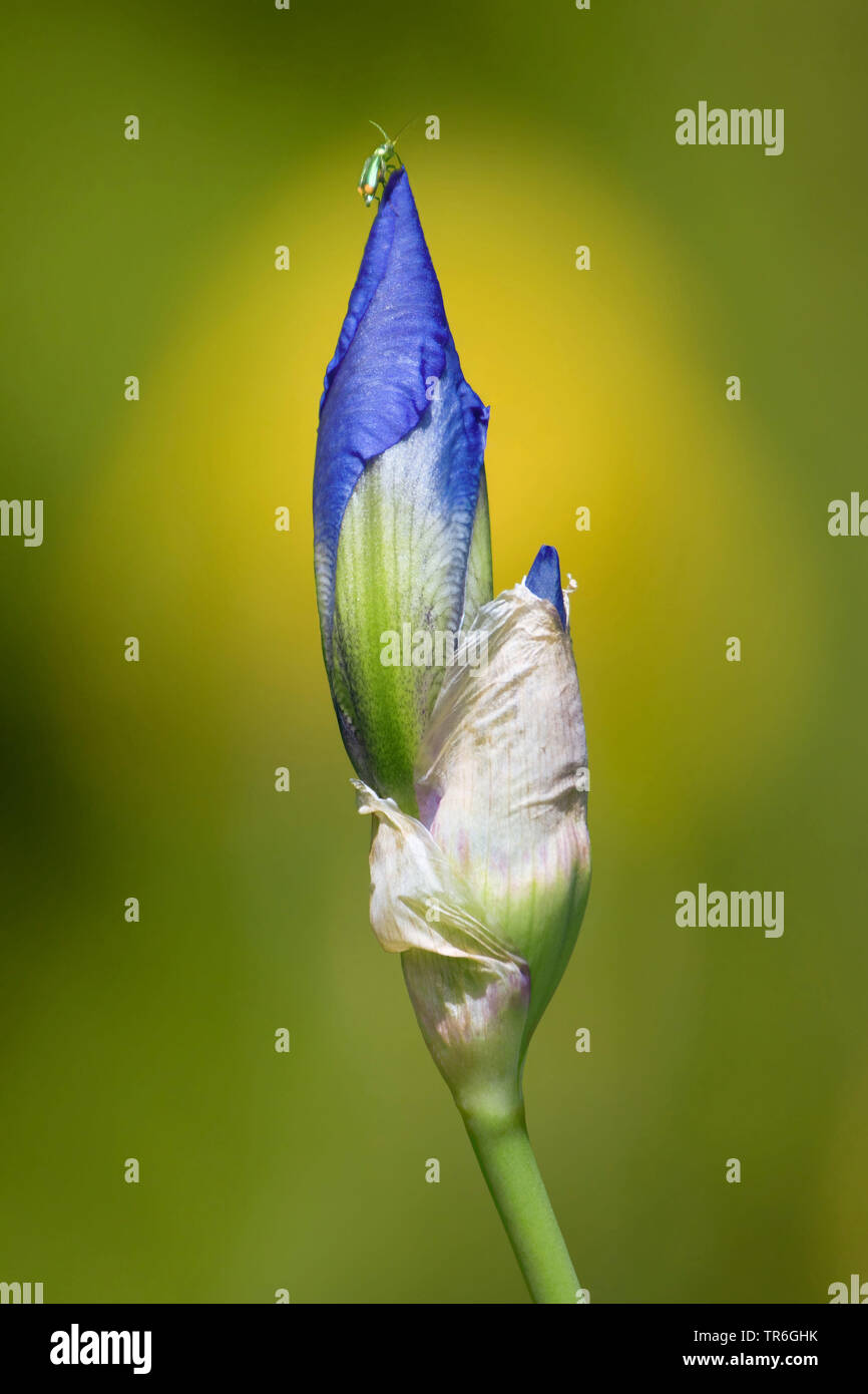 Giardino iris, Tedesco, iris iris barbuto, Fleur de Lis (Iris germanica), gemma di un diaframma ad iride con un soft-ala flower beetle, in Germania, in Renania settentrionale-Vestfalia, Bergisches Land Foto Stock