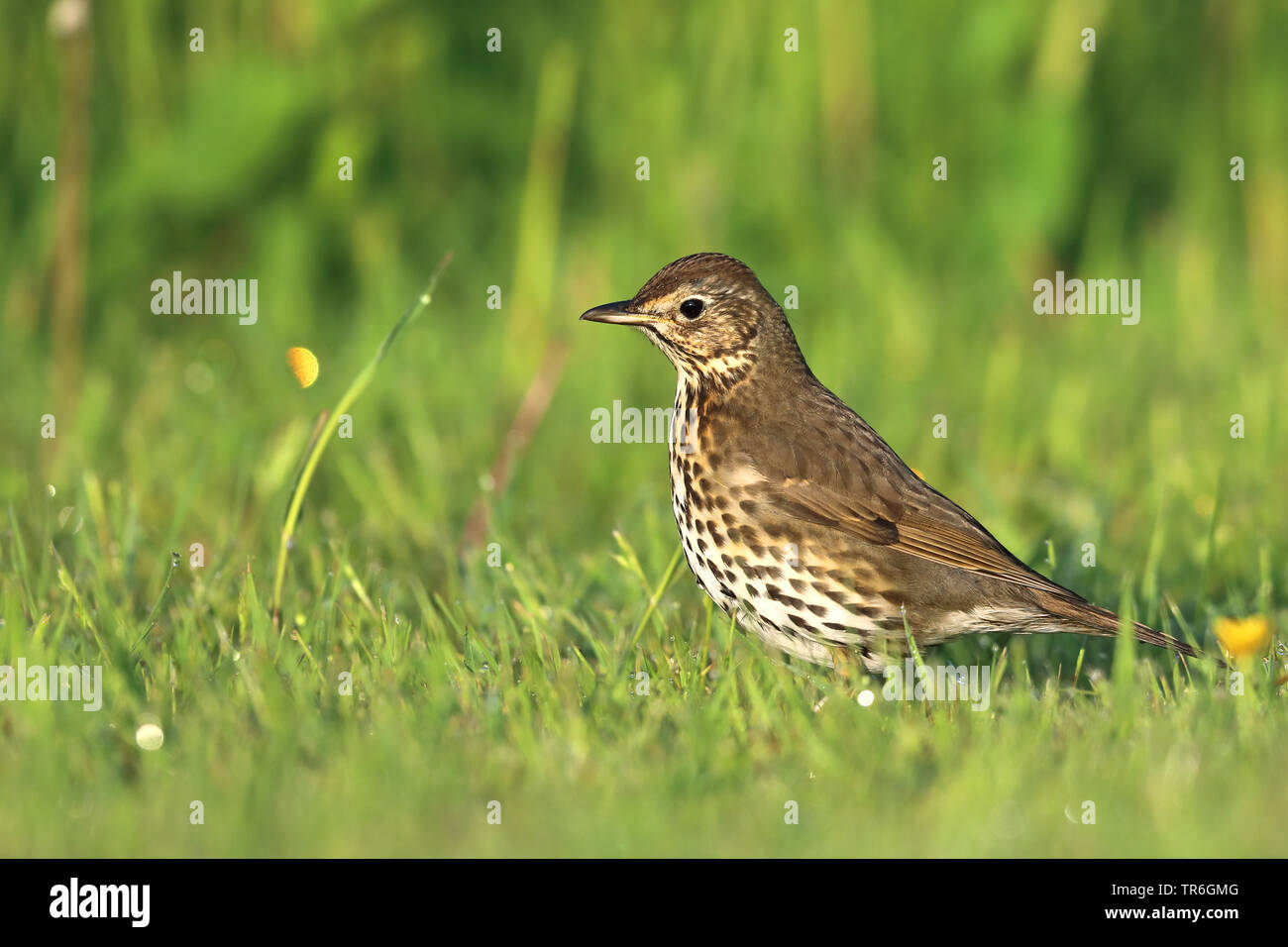 Tordo bottaccio (Turdus philomelos), stando in piedi in un prato, Paesi Bassi, Frisia Foto Stock