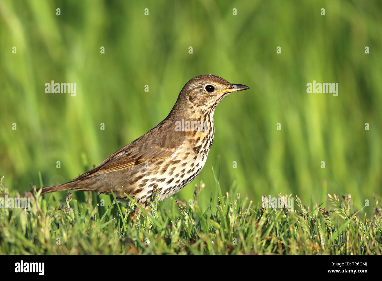 Tordo bottaccio (Turdus philomelos), stando in piedi in un prato, Paesi Bassi, Frisia Foto Stock