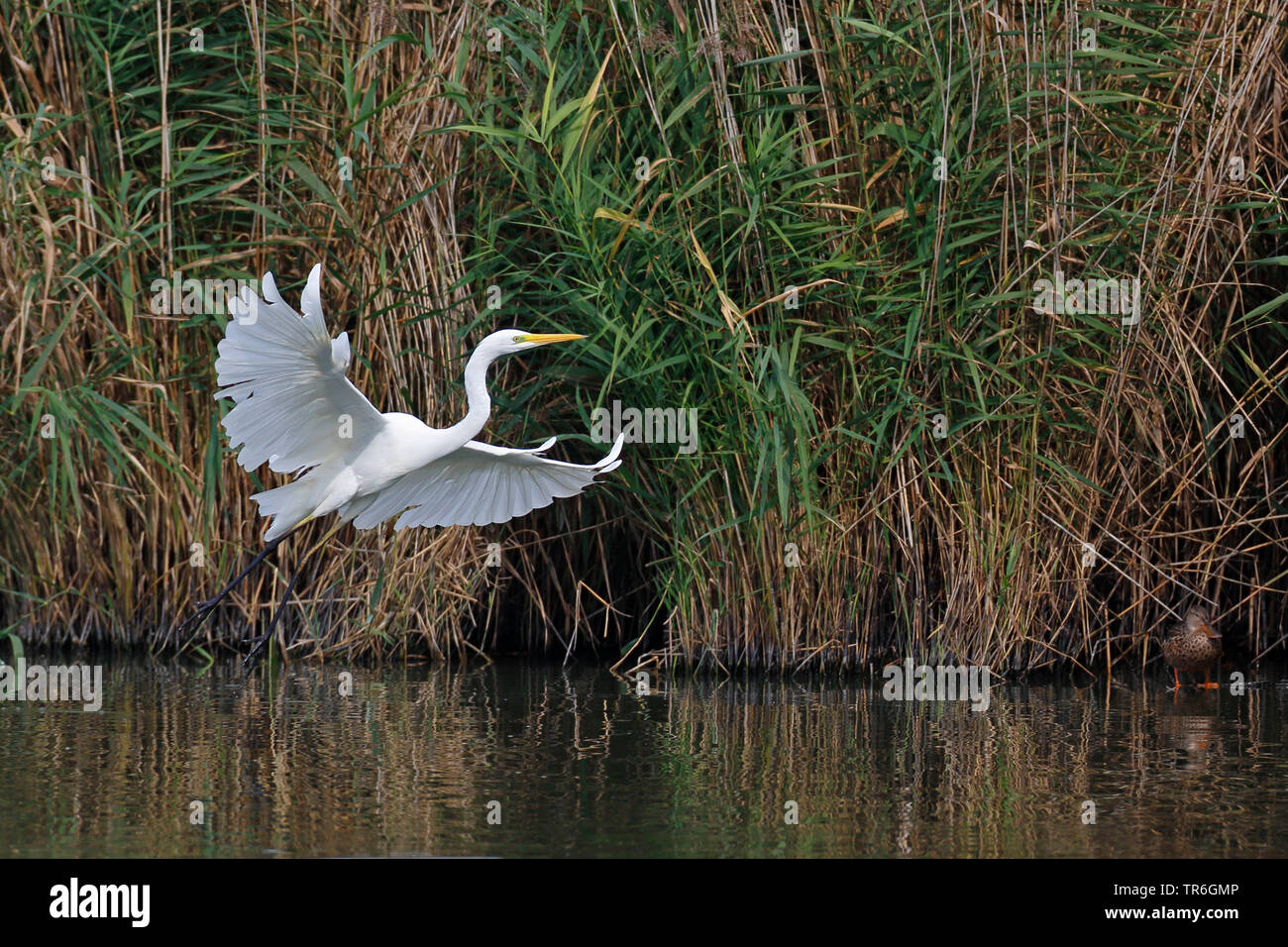 Airone bianco maggiore, Airone bianco maggiore (Egretta alba, Casmerodius Albus, Ardea alba), a partire da acqua, Paesi Bassi, Flevoland Foto Stock