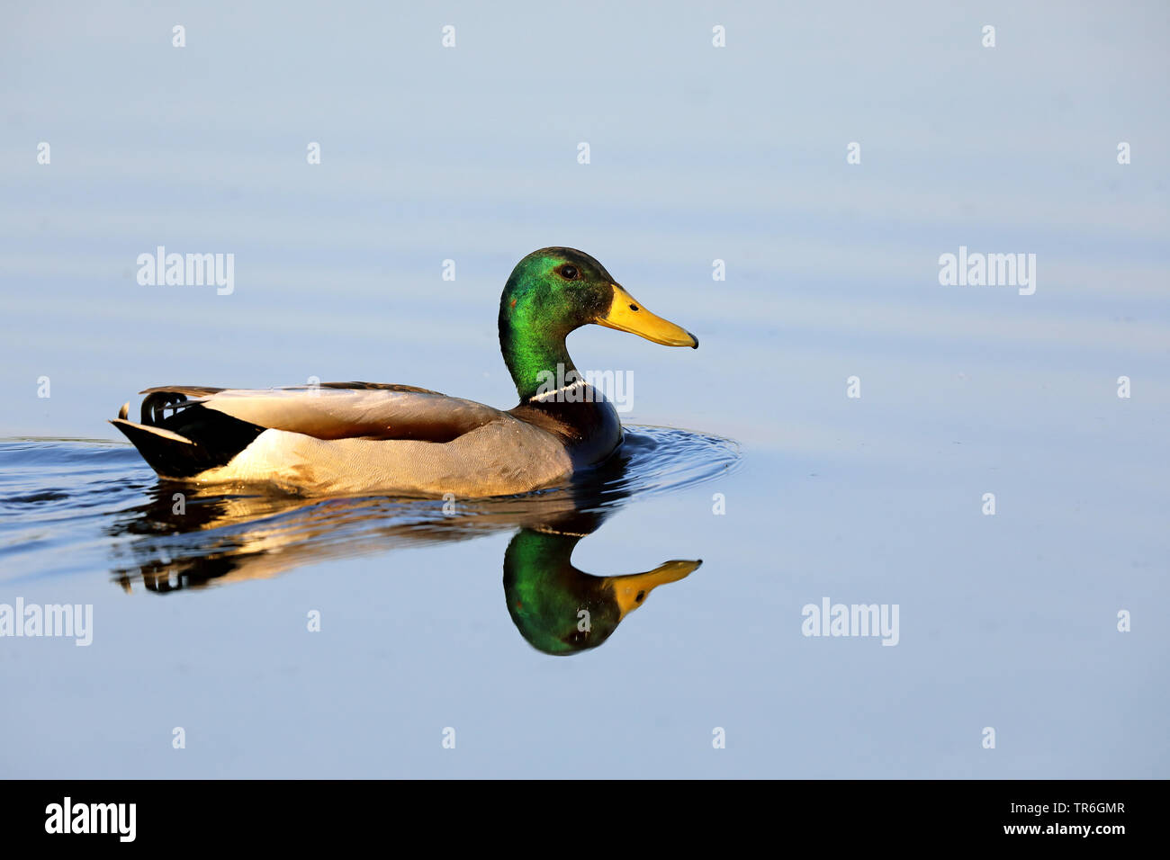 Il germano reale (Anas platyrhynchos), nuoto maschio, Paesi Bassi, Frisia Foto Stock