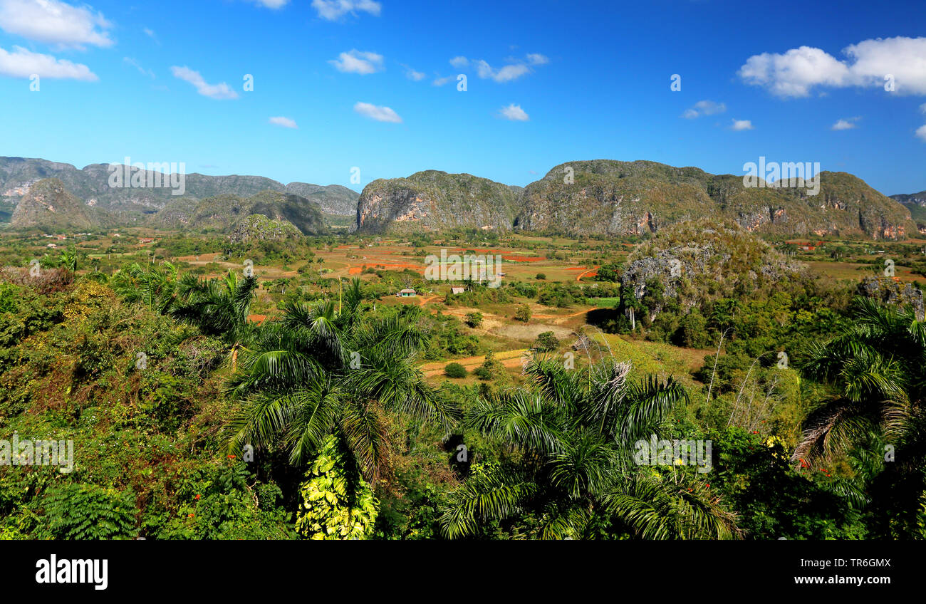 Valle di Vinales, Cuba, Pinar del Rio, Vinales Foto Stock
