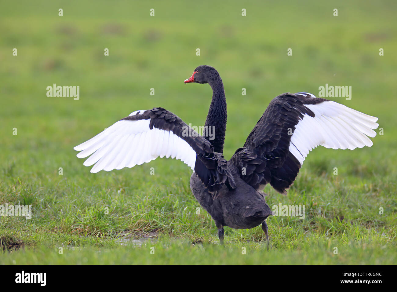 Black Swan (Cygnus atratus), seduto su un pascolo, sbattimenti ali, Paesi Bassi Foto Stock