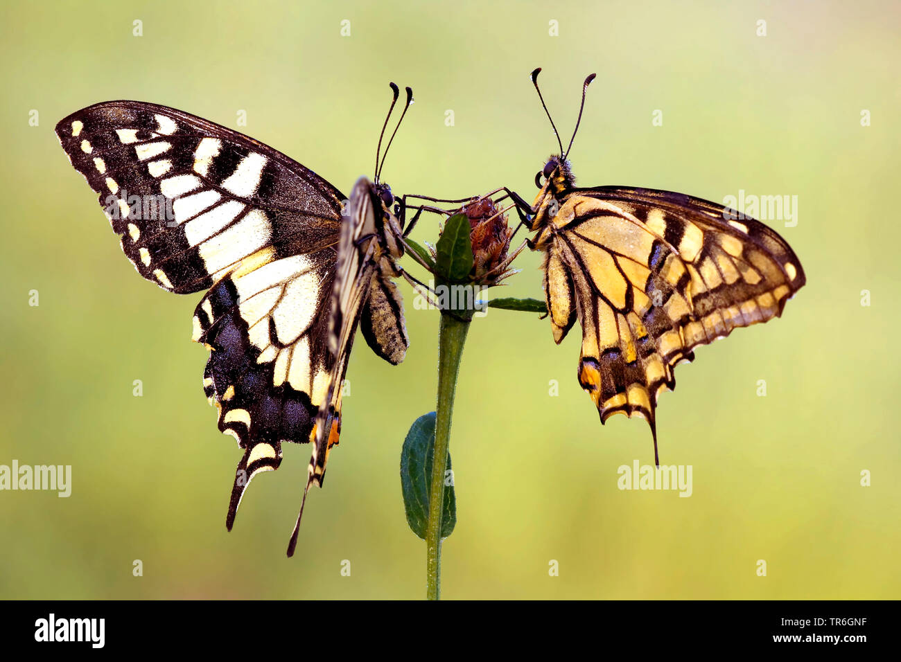 Coda forcuta (Papilio machaon), la prima e la seconda generazione nella luce del mattino, in Germania, in Renania Palatinato, Eifel Foto Stock