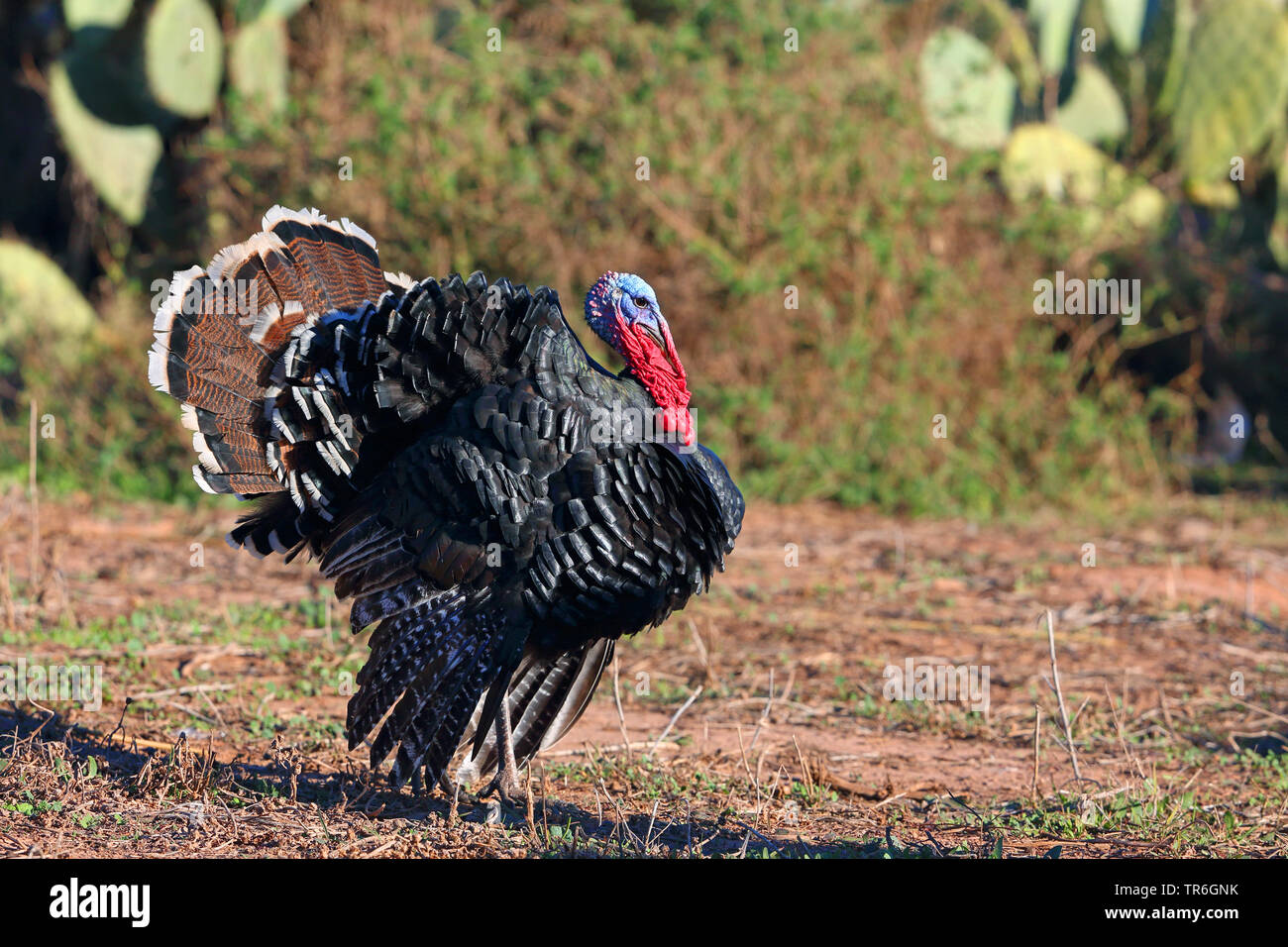 La Turchia comune (Meleagris gallopavo), maschio, Marocco, Souss Massa Parco Nazionale Foto Stock