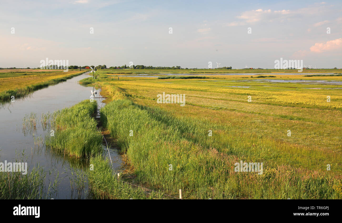 Workumer Waard, Paesi Bassi, Frisia Foto Stock