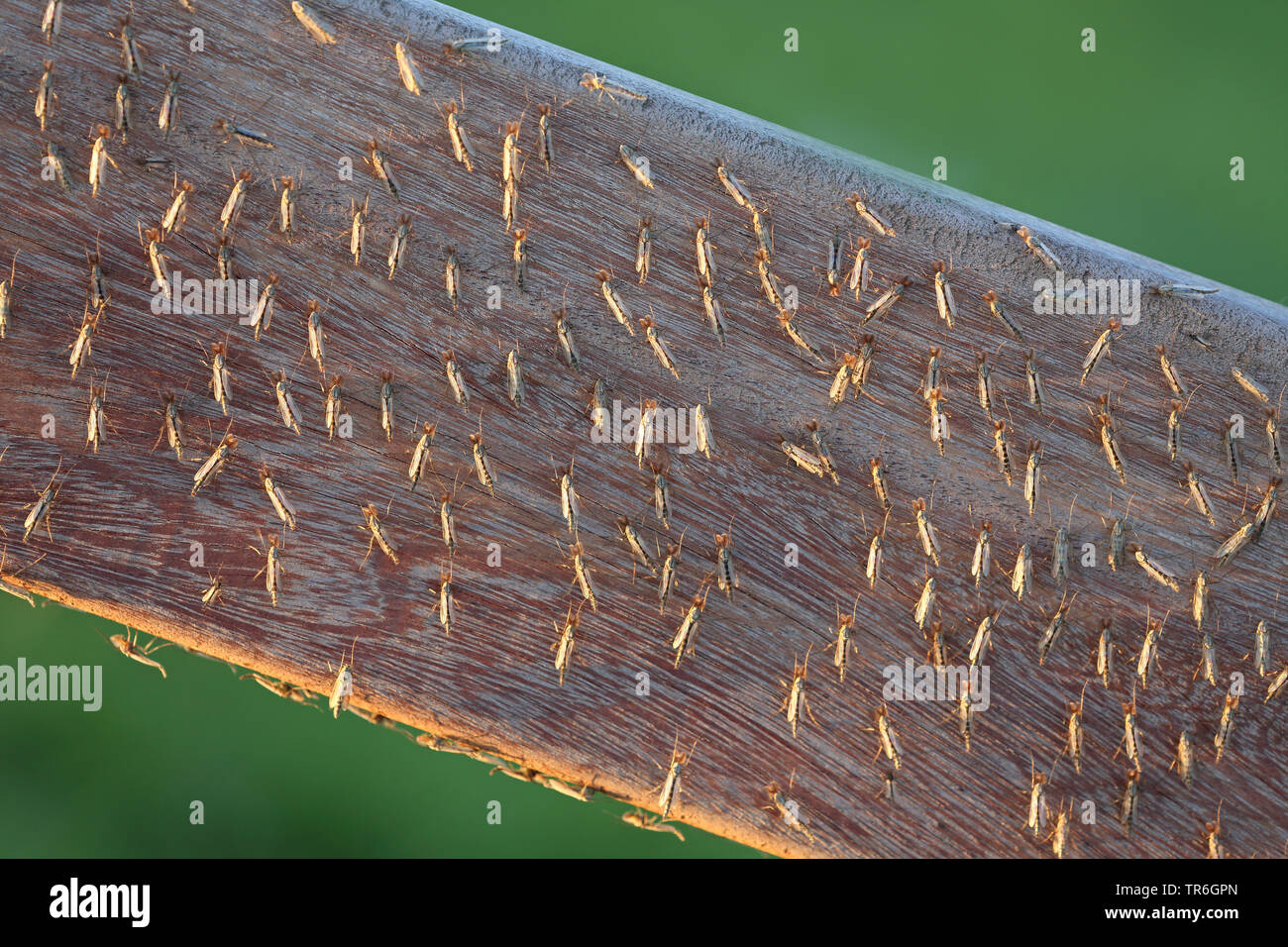 Nonbiting midge, moscerino (Chironomus spec.), zanzare in un recinto di sera, Paesi Bassi, Frisia Foto Stock