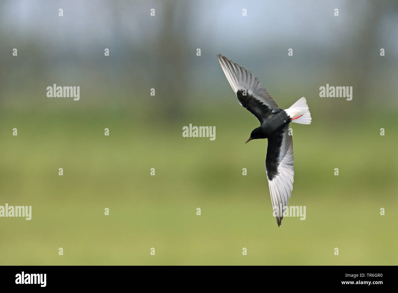 Bianco-winged black tern (Chlidonias leucopterus), volare, Paesi Bassi Foto Stock
