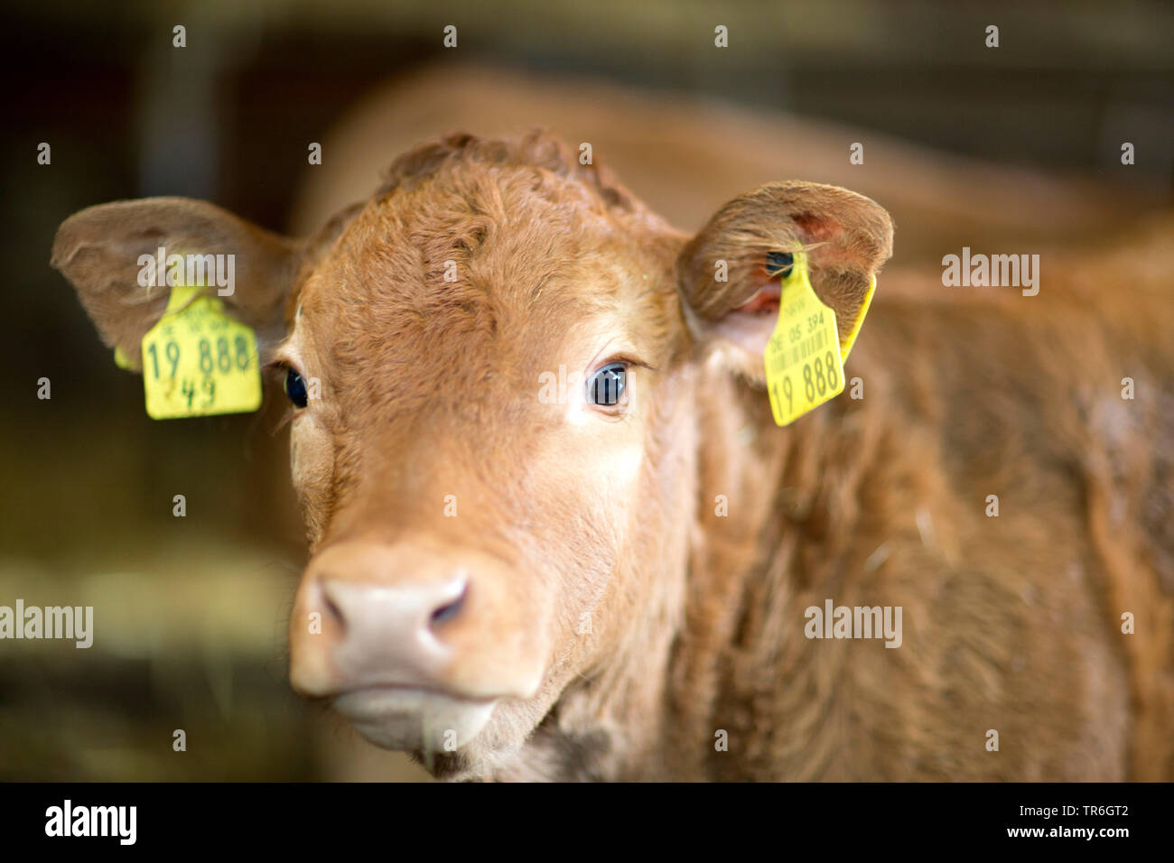 Gli animali domestici della specie bovina (Bos primigenius f. taurus), vitello di una vacca granaio, ritratto, Germania Foto Stock