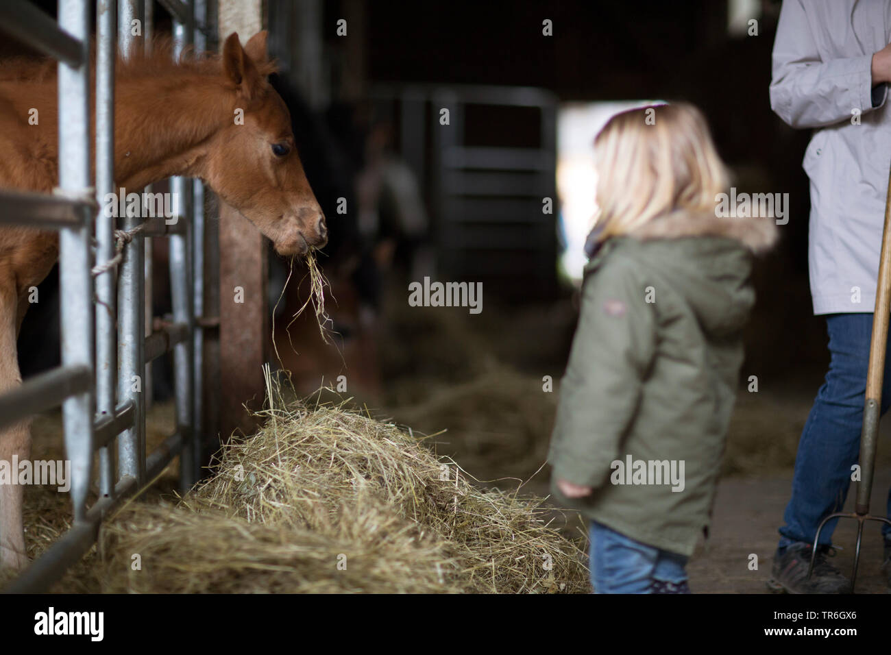 Cavalli domestici (Equus przewalskii f. caballus), bambino guardando sul puledro in Box per cavallo di mangiare il fieno, Germania Foto Stock