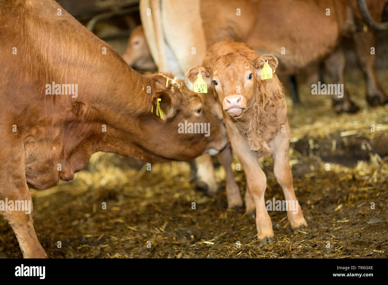 Gli animali domestici della specie bovina (Bos primigenius f. taurus), di vitello e di vacche in stalla, Germania Foto Stock