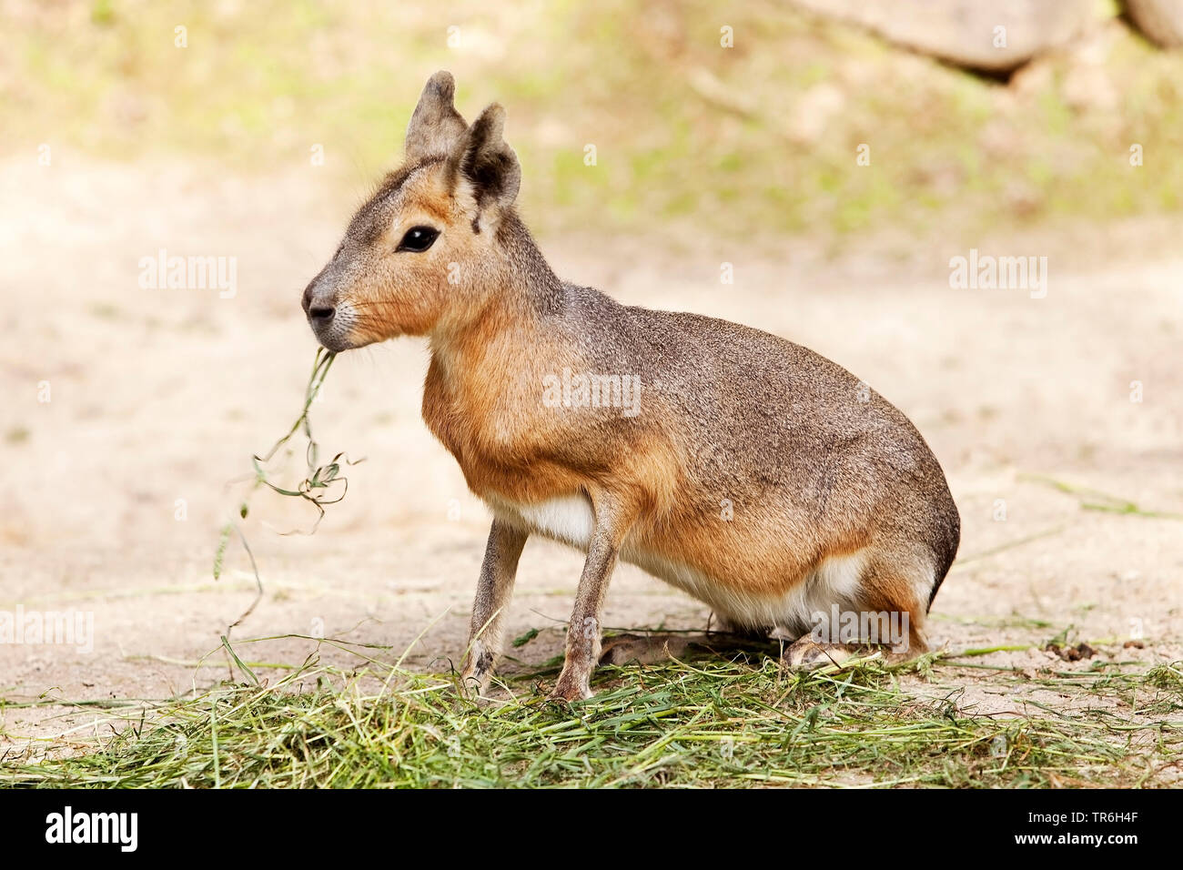 Nasello di Patagonia cavy (Dolichotis patagonum), alimentazione, Germania Foto Stock