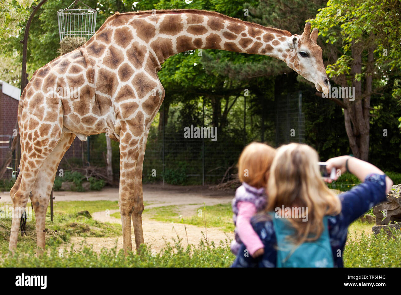Giraffa angolano, Smoky giraffe (Giraffa camelopardalis angolensis), madre e figlia sul braccio tenendo fotos di una giraffa in uno zoo, in Germania, in Renania settentrionale-Vestfalia Foto Stock