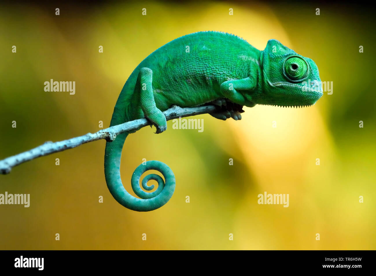 Yemen chameleon, cono-guidato camaleonte, velata chameleon (Chamaeleo calyptratus), giovani chameleon su un ramo Foto Stock