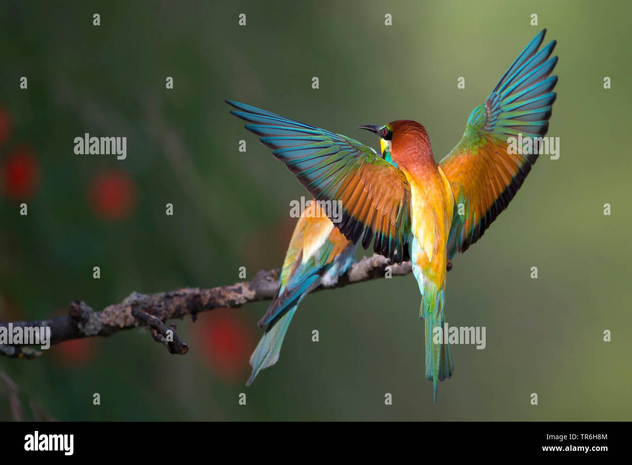 Unione bee eater (Merops apiaster), atterraggio su un brunch, GERMANIA Baden-Wuerttemberg, Kaiserstuhl Foto Stock