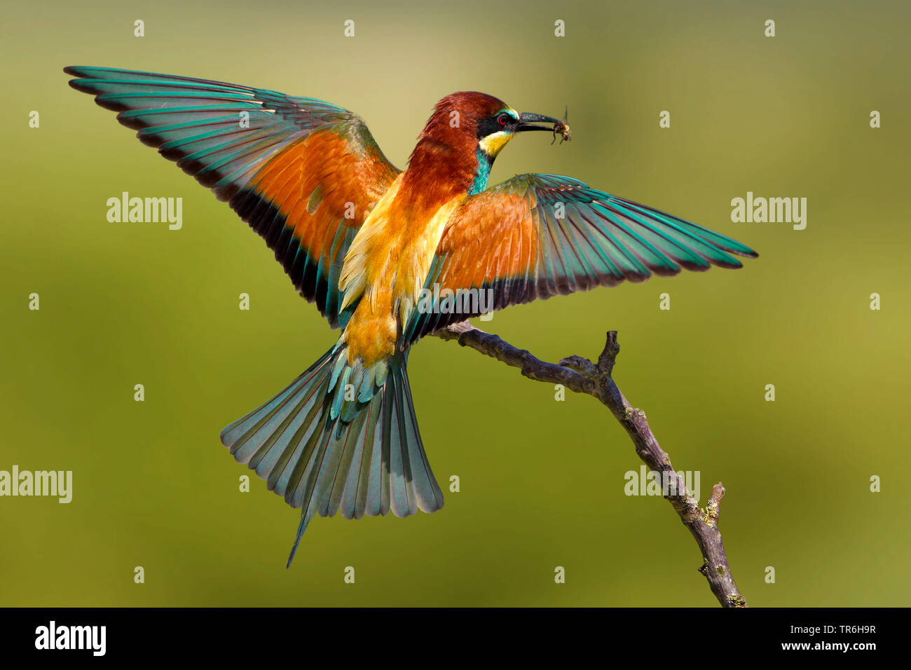 Unione bee eater (Merops apiaster), avvicinando su un ramo con la preda in bolletta, GERMANIA Baden-Wuerttemberg, Kaiserstuhl Foto Stock