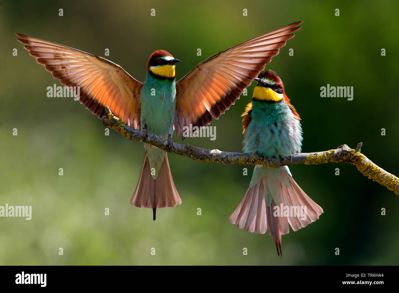 Unione bee eater (Merops apiaster), lo sbarco su un ramo, GERMANIA Baden-Wuerttemberg, Kaiserstuhl Foto Stock