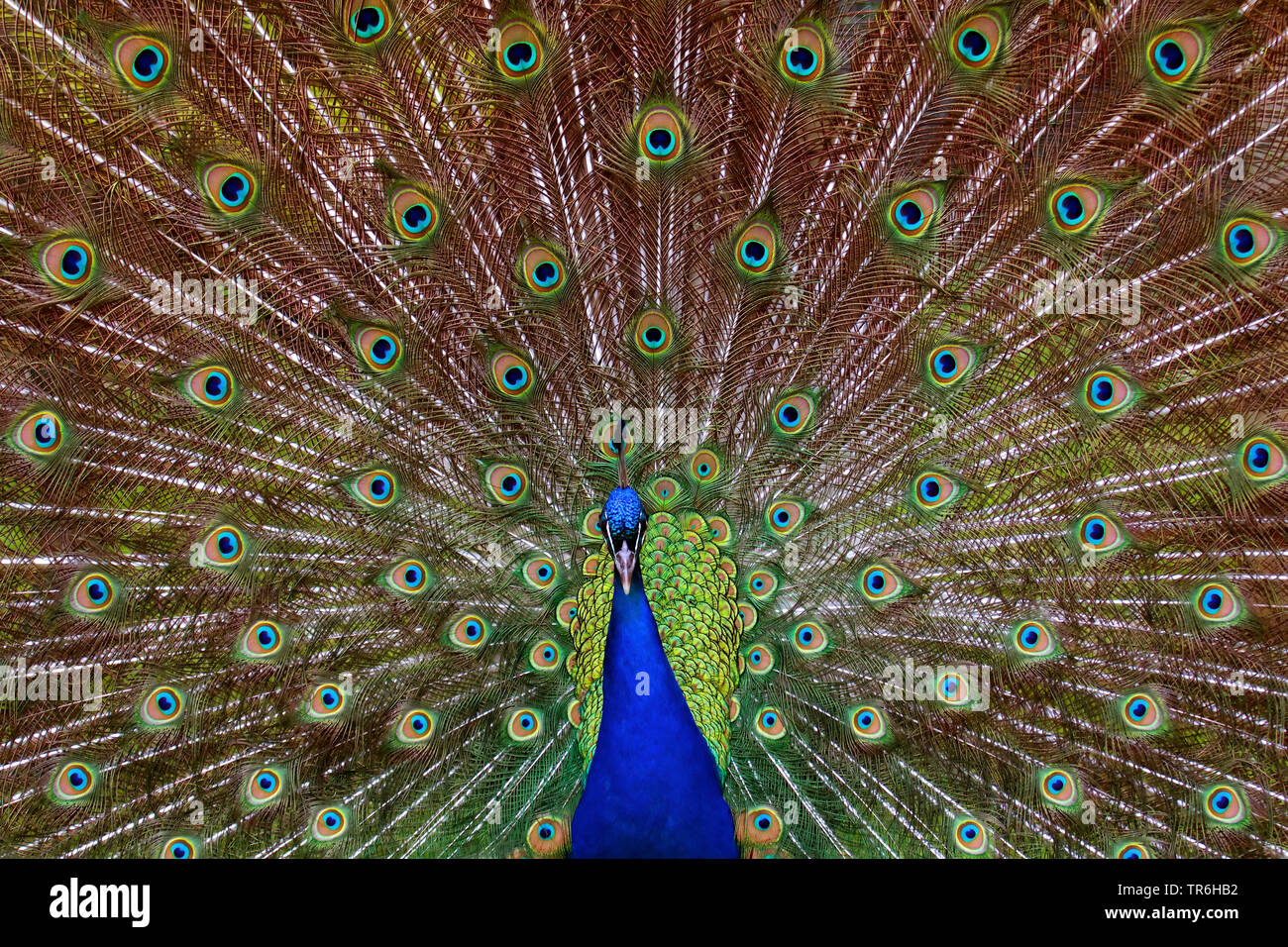 Peafowl comune, peafowl indiano, peafowl blu (Pavo cristatus), maschio diffondendo le piume di coda, Germania, Germania Foto Stock