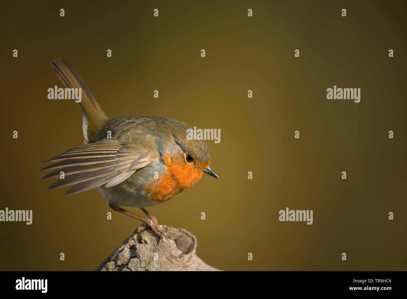 Unione robin (Erithacus rubecula), seduto su un ramo di svolazzamento ali, in Germania, in Renania settentrionale-Vestfalia, Bergisches Land Foto Stock Unione robin (Erithacus rubecula), seduto su un ramo di svolazzamento ali, in Germania, in Renania settentrionale-Vestfalia, Bergisches Land Foto Stock