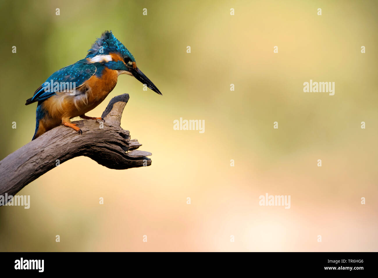 Fiume kingfisher (Alcedo atthis), tousled adulto seduto su un ramo, in Germania, in Renania settentrionale-Vestfalia, Bergisches Land Foto Stock