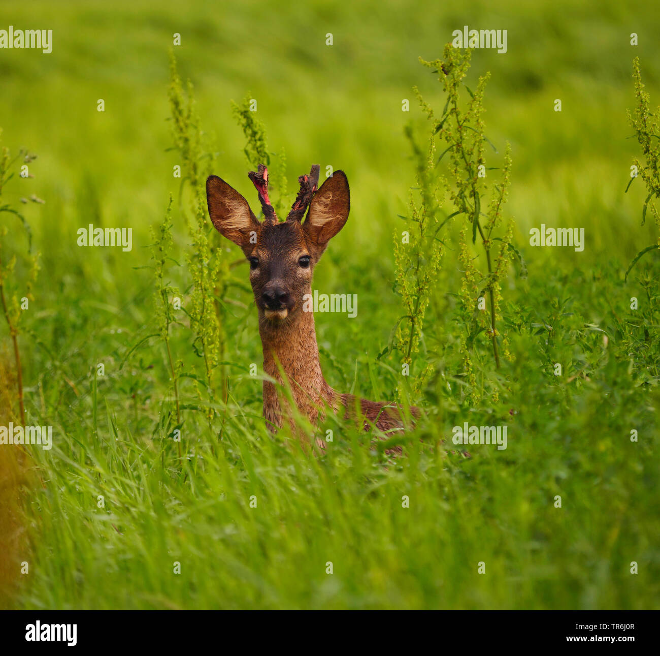 Il capriolo (Capreolus capreolus), Young Buck il peering da un campo, Austria, Burgenland Foto Stock