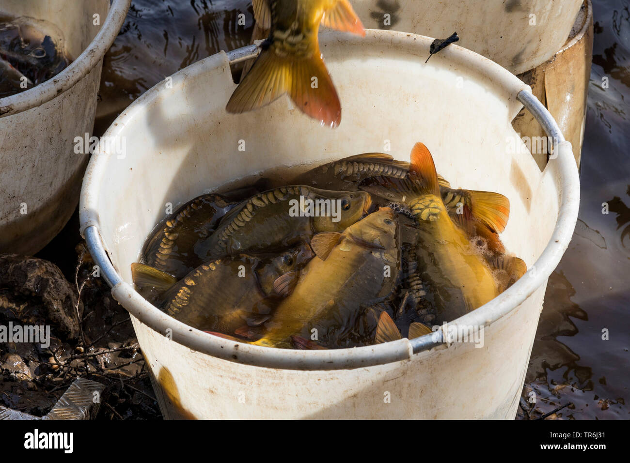 Carpa a specchio, Europeo carpa (Cyprinus carpio), in una benna, in Germania, in Baviera Foto Stock