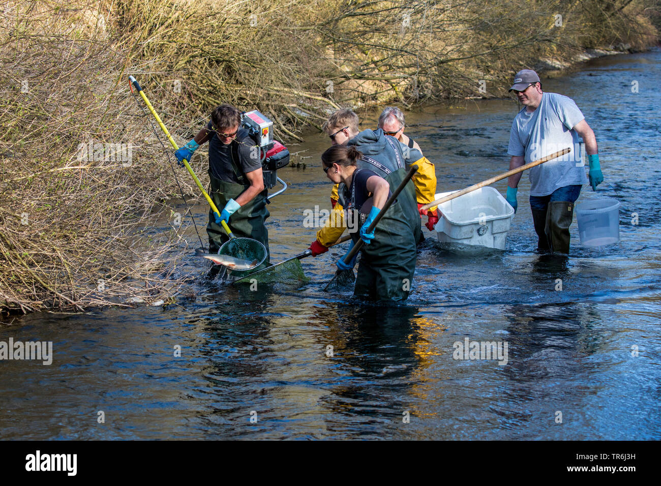 Nase (Chondrostoma nasus), electrofishing, in Germania, in Baviera Foto Stock