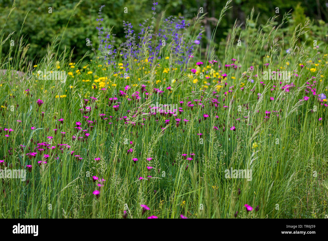 Rosa dei certosini, Clusterhead rosa (Dianthus carthusianorum), che fiorisce in un prato irregolare, Germania Foto Stock