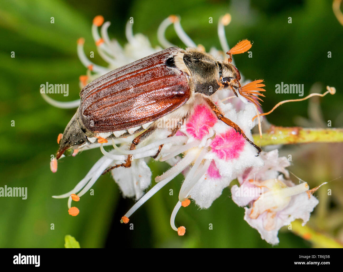 Comune, cockchafer Maybug, Maybeetle (Melolontha melolontha), maschio sul fiore di ippocastano, in Germania, in Baviera Foto Stock